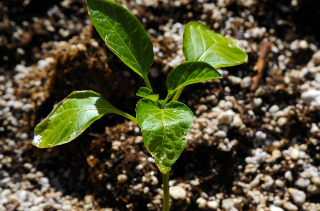 Growing Organic versus Hydroponics