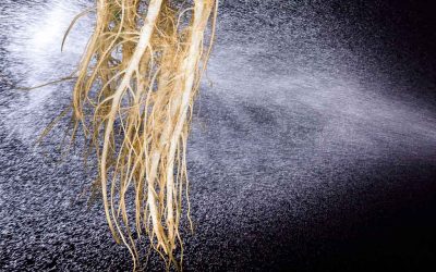 What is Aeroponics