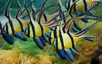 What is Aquaculture