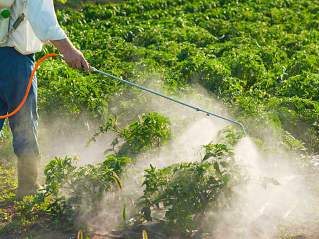 Organic Does Not Mean “No Pesticides”