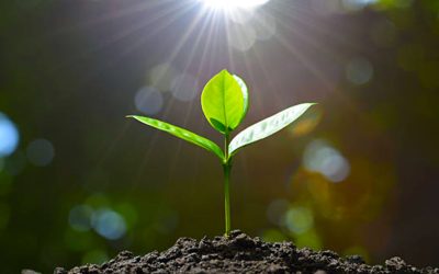 How Plants Uptake Nutrients