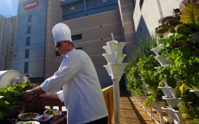 What Makes Amalie Arena’s Garden Unique