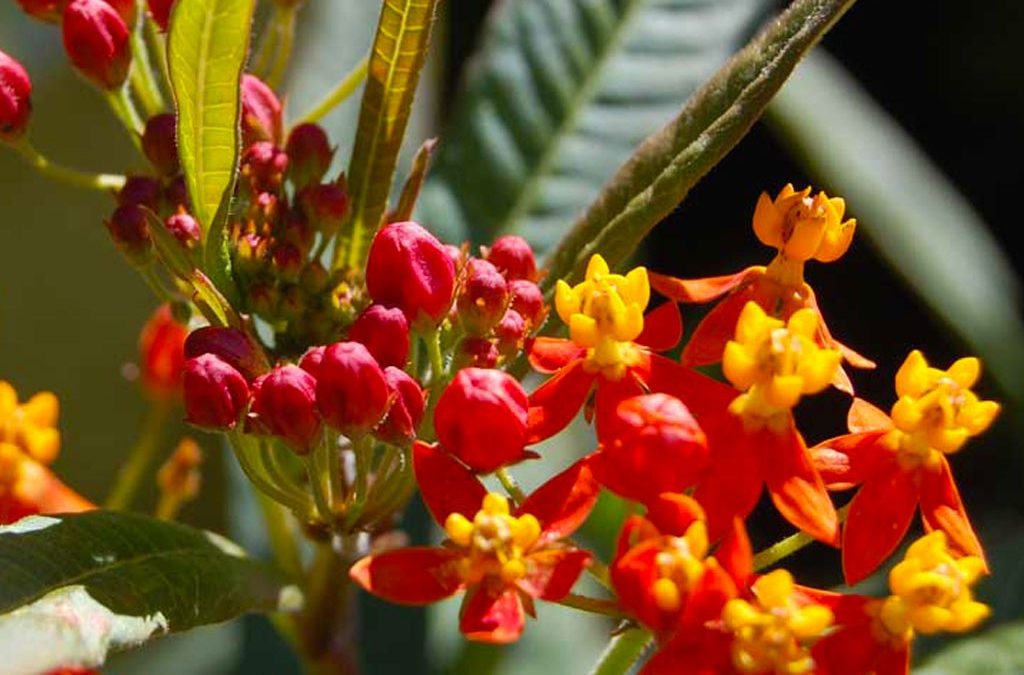 Attracting Beneficial Insects