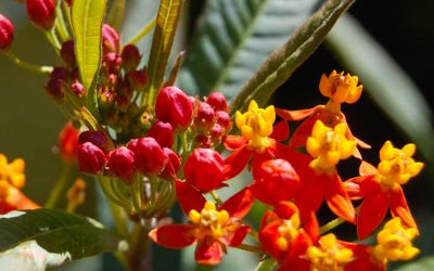 Attracting Beneficial Insects