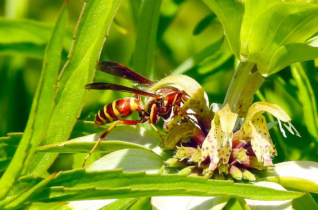 Paper Wasps