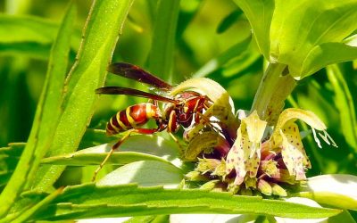 Paper Wasps