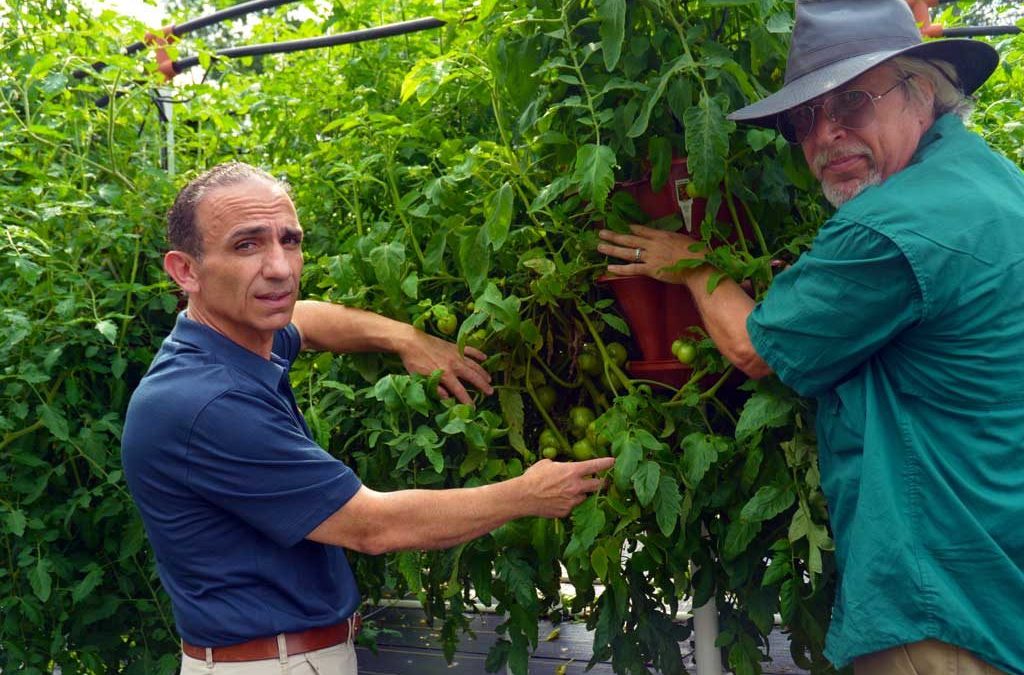 Texas farm goes vertical to net tall yields