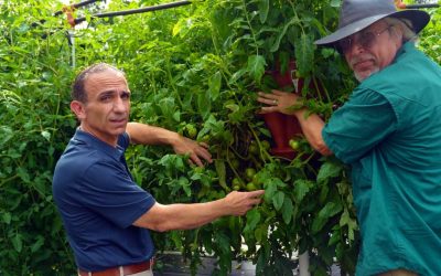 The Vertical Revolution: Farming in Limited Spaces