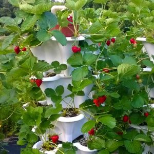 Five Tower Strawberry Garden