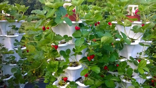 Five Tower Strawberry Garden