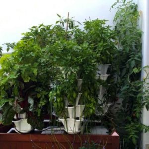 Five Tower Deck Garden