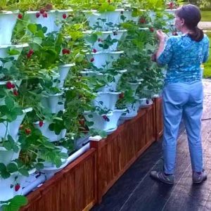 Ten Tower Strawberry Garden