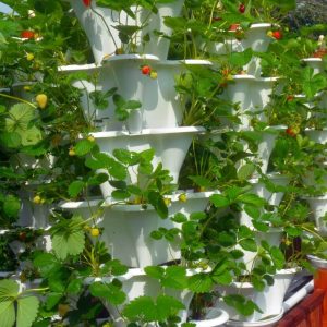 Five Tower Strawberry Garden