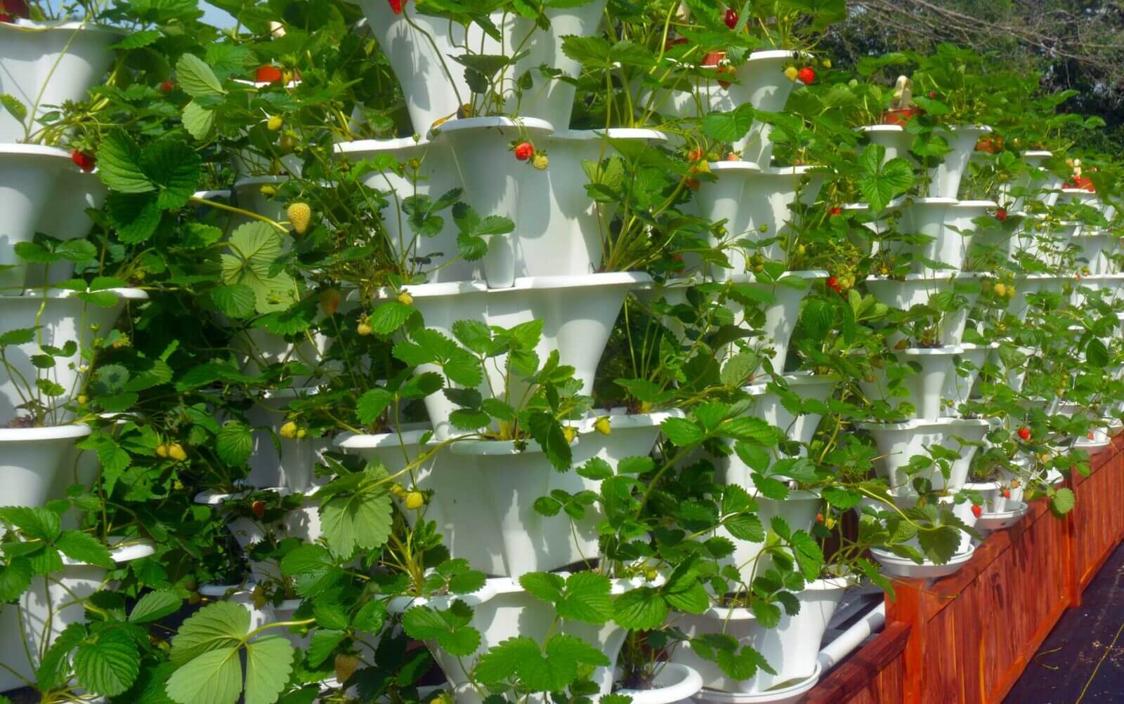 Five Tower Strawberry Garden