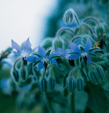 912-borage