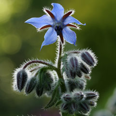 borage-1107-lg