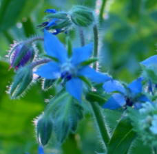 borage