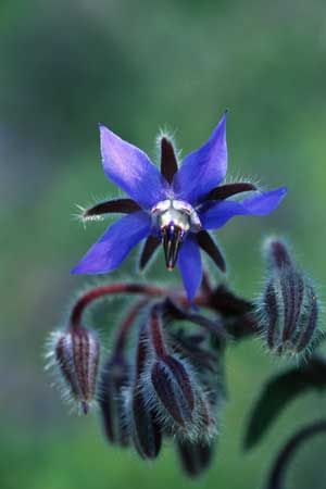 borage2