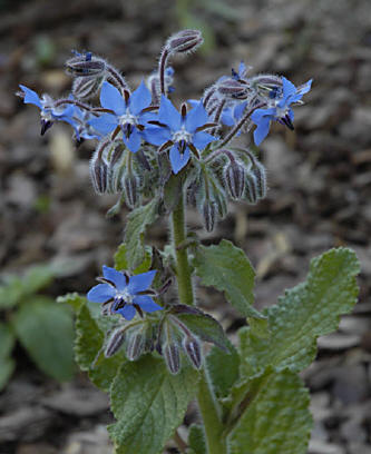 borage3