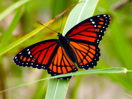 Butterfly-1
