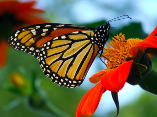 Butterfly-2