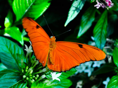 Butterfly-3