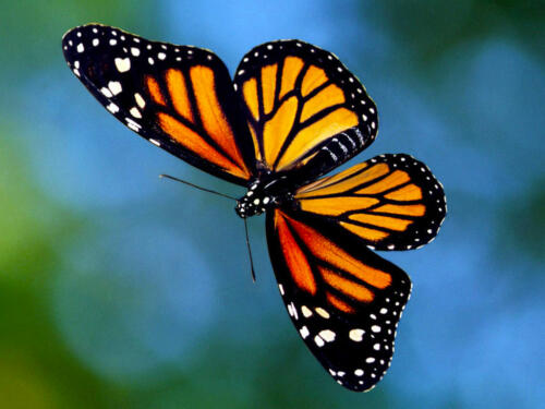 Butterfly-4