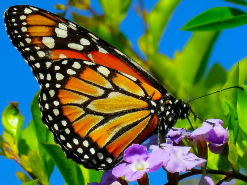 Butterfly-5