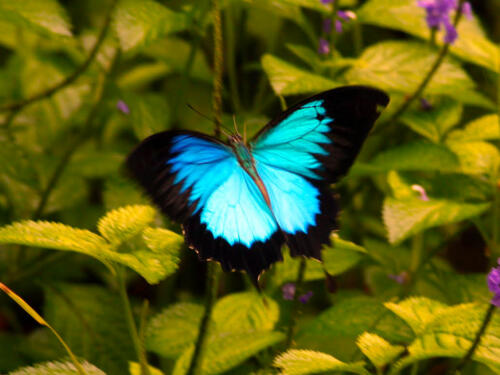 Butterfly-6
