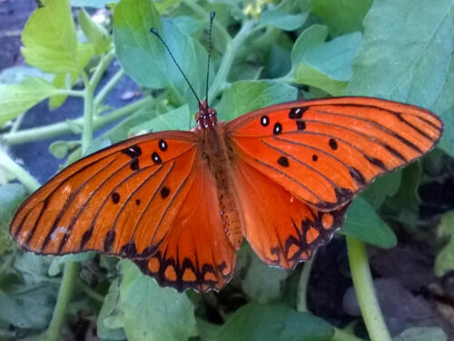 Butterfly-7