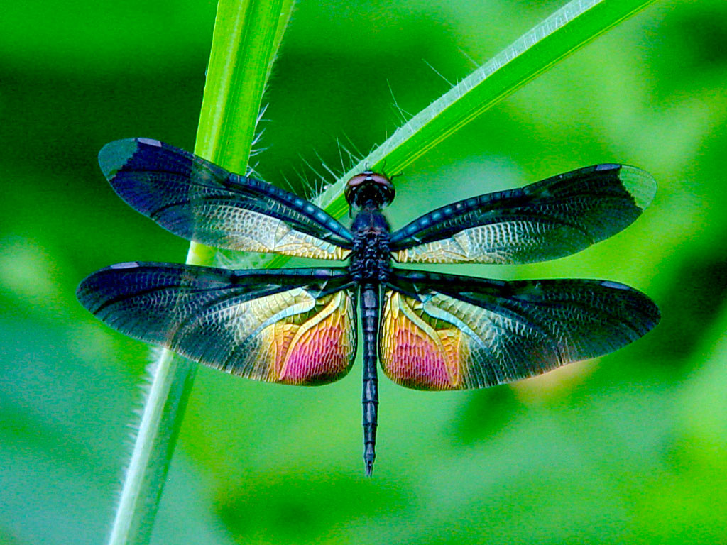 Dragonfly Ezgro Garden