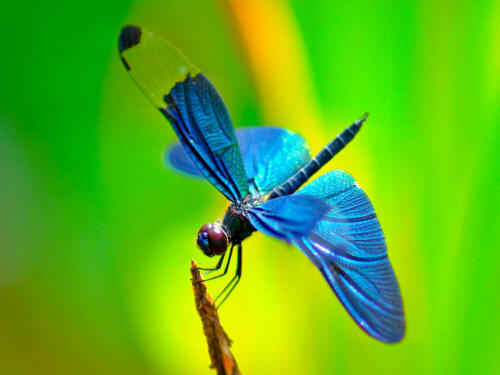 Dragonfly