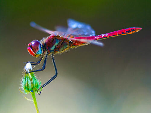 Dragonfly2
