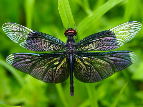 Dragonfly4