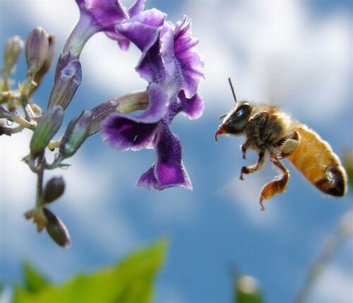 bee-lift-off
