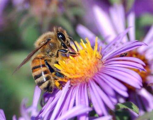 european-honey-bee-extracts-nectar