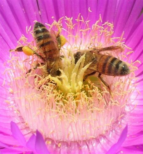 honeybee-pollen-basket