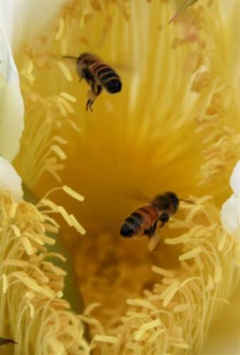 two-bees-in-a-flower
