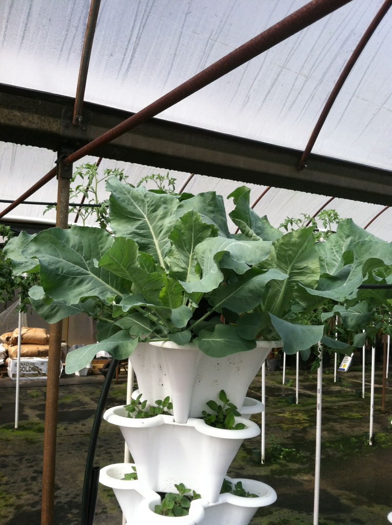 https://ezgrogarden.com/wp-content/uploads/photo-gallery/Jimmies_Greenhouses/IMG_8182.jpg