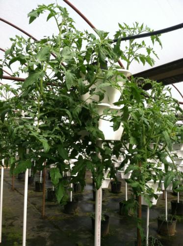 Jimmies Greenhouses