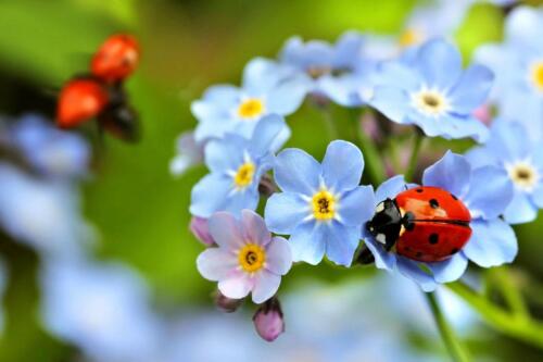 Ladybug-131934378