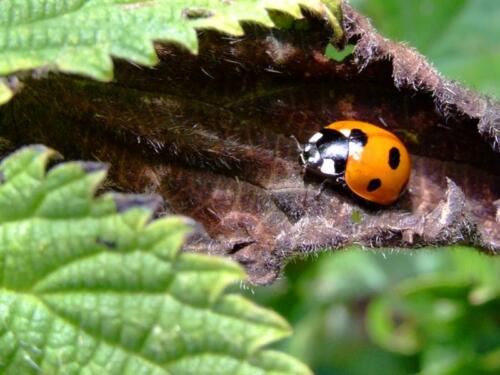 lady-bird-lady-bug81