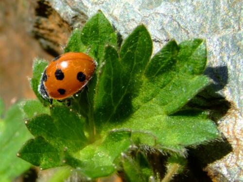 lady-bird-lady-bug91