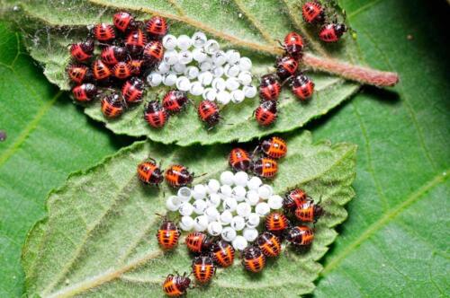 ladybug-512961189