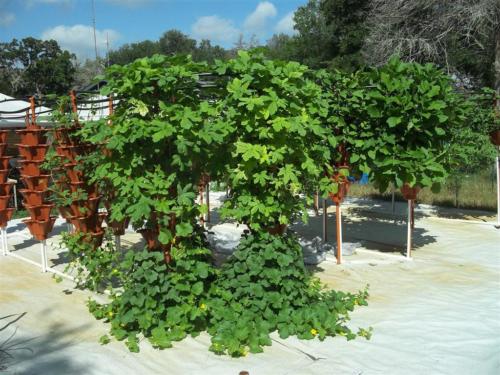 100 0863 (Large)