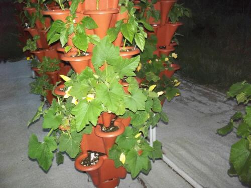 100 1442 (Medium)