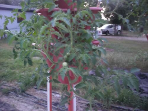 100 1457 (Medium)