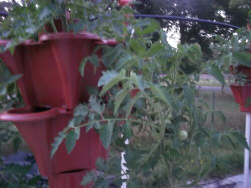 100 1459 (Medium)
