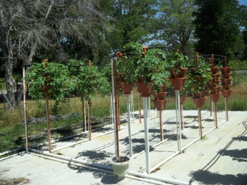 100 1484 (Medium)