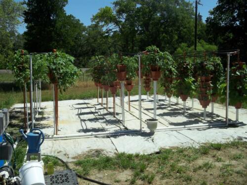 100 1485 (Medium)